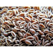 Psyllium Seed